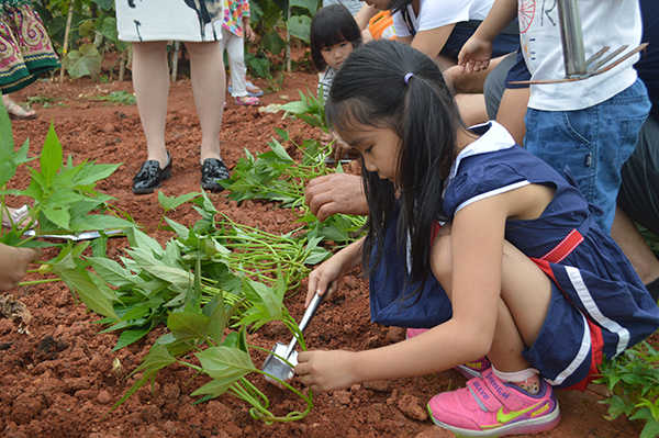 太陽能路燈，太陽能路燈廠家，太陽能路燈價格